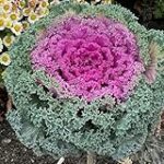 Beneficios y análisis de comprar kale como suplemento de alimentación Beneficios y análisis de comprar kale como suplemento de alimentación